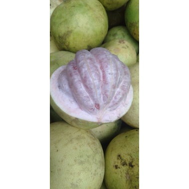 

Jeruk besar Bali minim order 2 buah @ satuan
