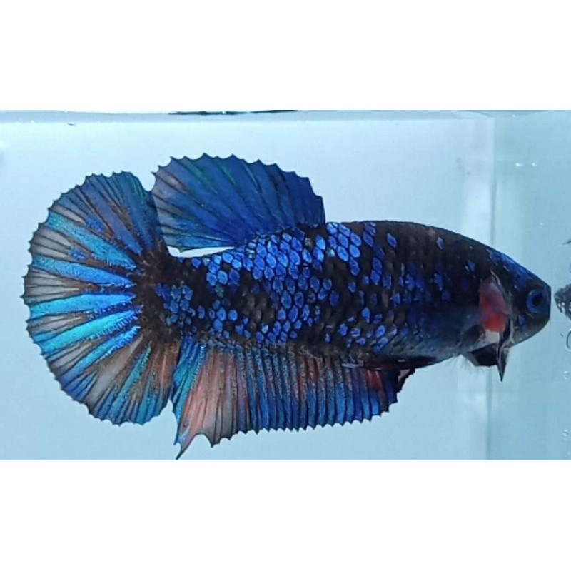 IKAN CUPANG AVATAR GORDON