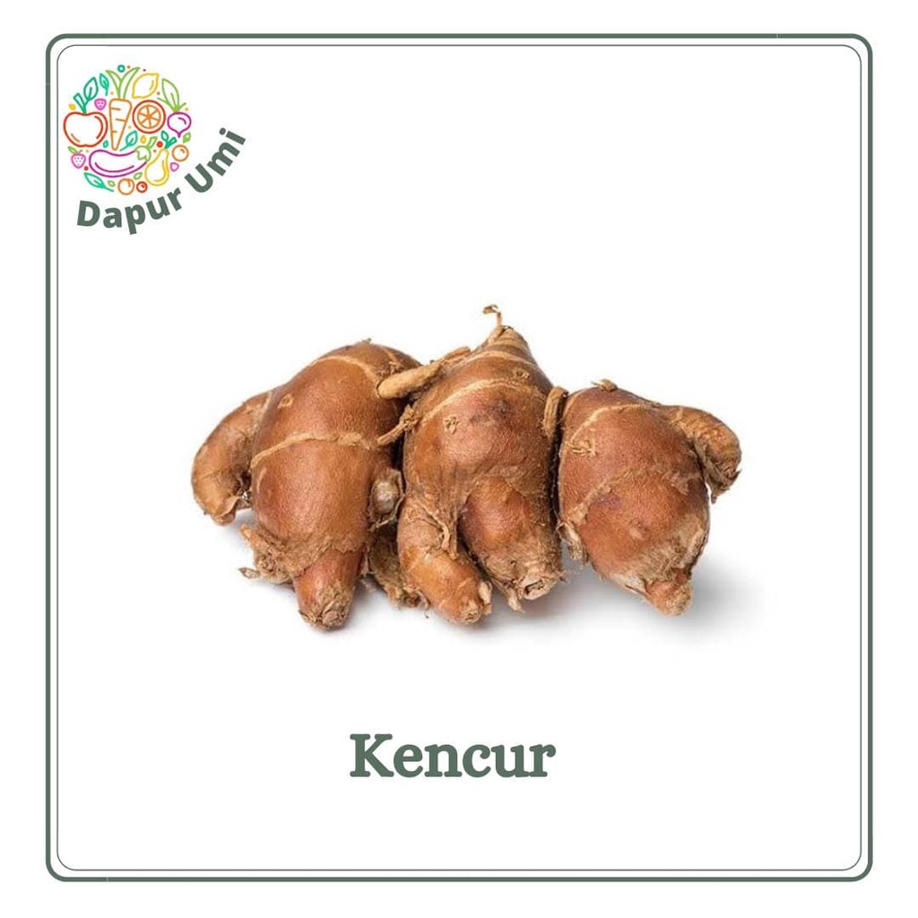 

KENCUR - REMPAH REMPAHAN SEGAR PURWAKARTA