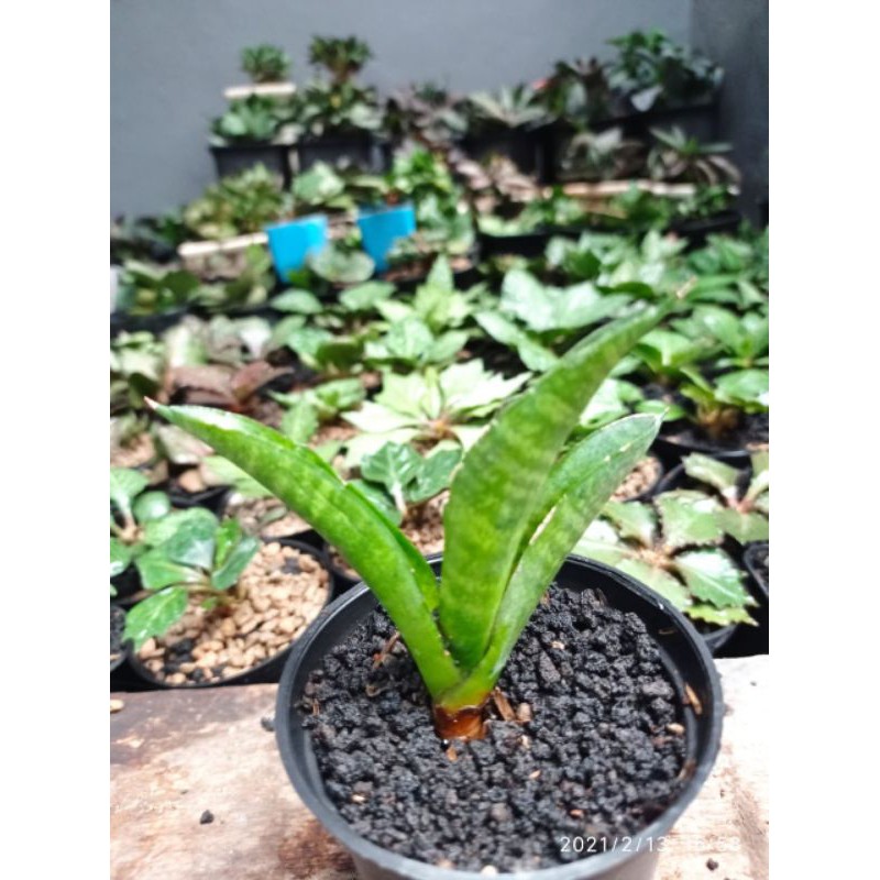 tanaman hias pembersih udara mini Sansevieria / sansivera hybrid Anjani