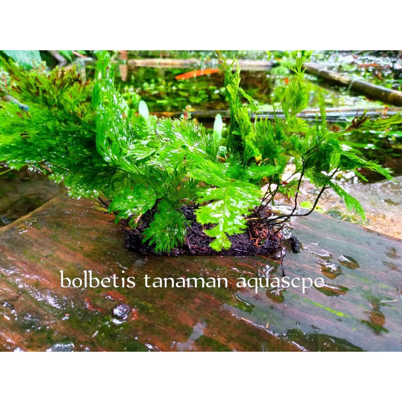 pakis air tanaman aquascape