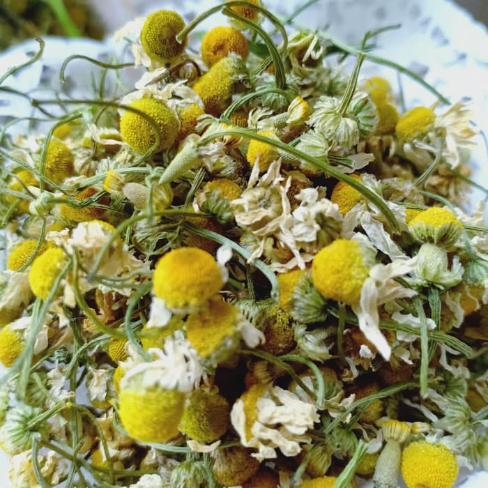 

Di Coba Dulu Beli Teh Bunga Camomile/Chamomile Flower Tea .
