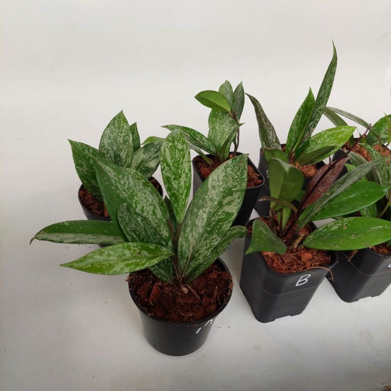 hoya pubicalycx splash