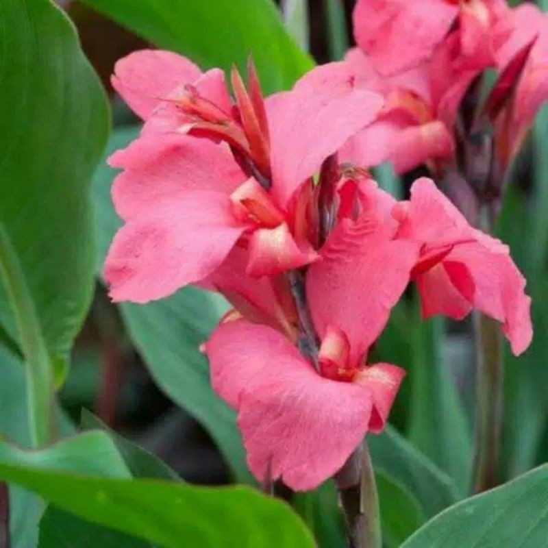 tanaman hias pisang kana, bibit pisang, pisang hias