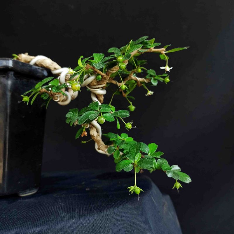 Bonsai Pohon Hokianti Mikro Hokiantea Cascade
