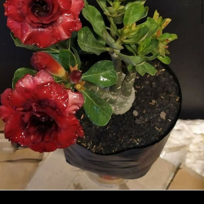 bibit bahan bonsai adenium bonggol besar kamboja jepang