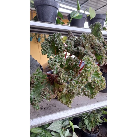 Begonia Daun Hijau Menggulung