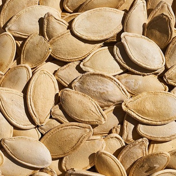 Benih Biji Labu Kuning Unggulan