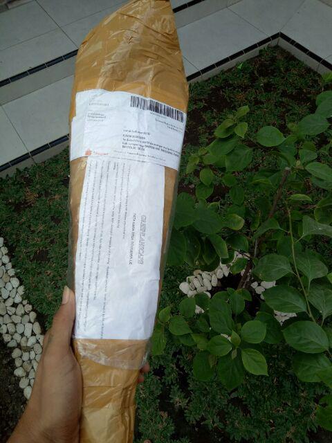 Tanaman Hias Bougenville Singapur Varigata Sudah Berakar. Bogenvile