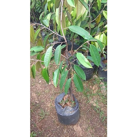 BIBIT DURIAN BAWOR BERKAKI TIGA 1 METER // DURIAN BAWOR