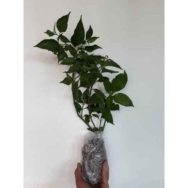 tanaman cabai domba / cengek domba / tanaman lalaban