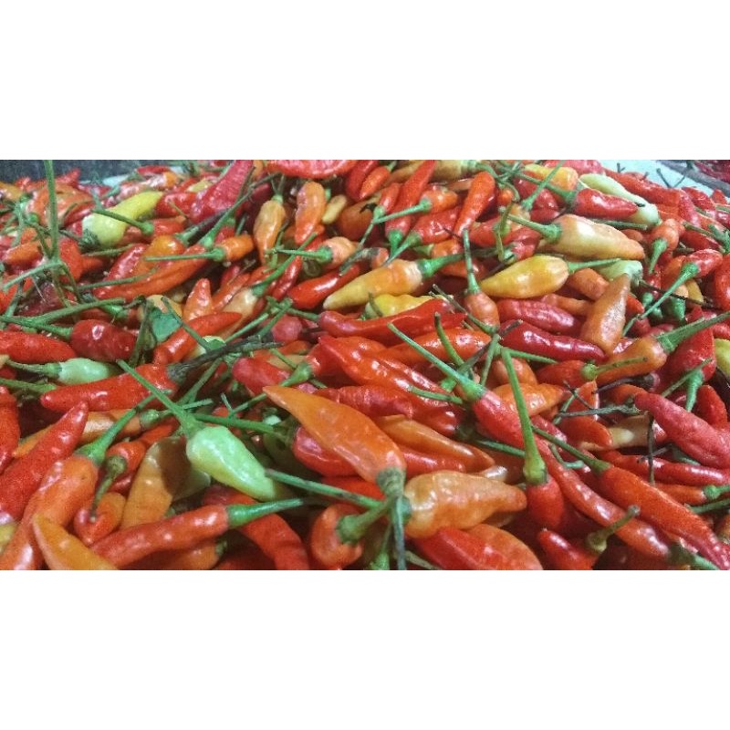 cabe rawit merah,cabe rawit pedas,cabe fresh,cabe rawit fresh 250gram