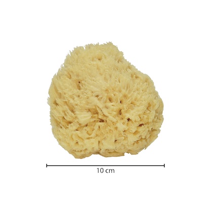 [GERMANY] NATURAL SEA SPONGE for baby / for face / for body