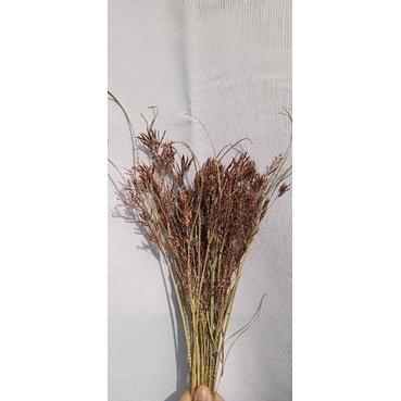 

Hiasan Bunga Kering/Daun Kering