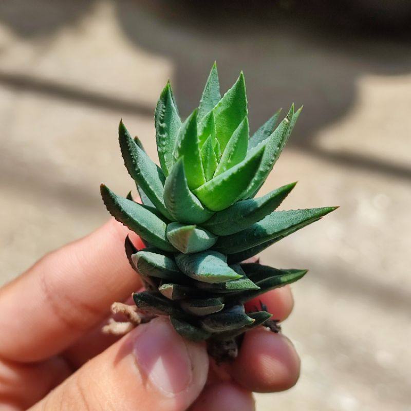 Haworthia Glauca Blue Sukulen Unik