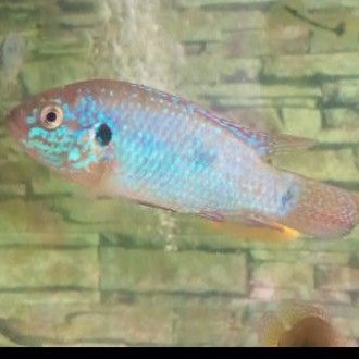 

Termurah ikan hias Blue Jewel cichild