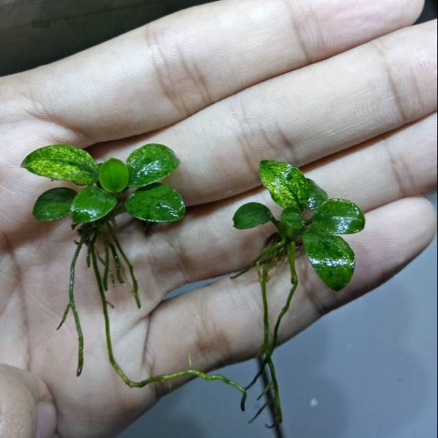 Anubias Pinto Dennerle