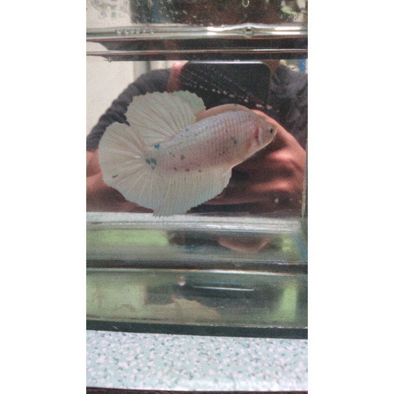 Anakan ikan cupang nemo /Anakan ikan cupang HM   Harga dari 30k/150k