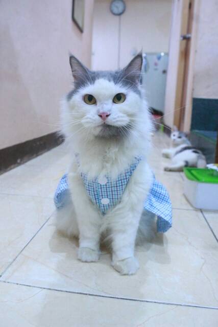 Dress kotak-kotak biru laut lucu untuk kucing dan anjing size S M L XL