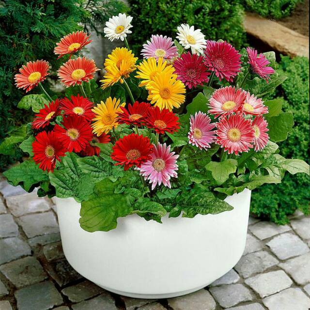 Bibit Benih Biji Bunga Gerbera Daisy - Bibit Tanaman Pohon Bunga Gerbera Daisy - Garbera Daisy - COD