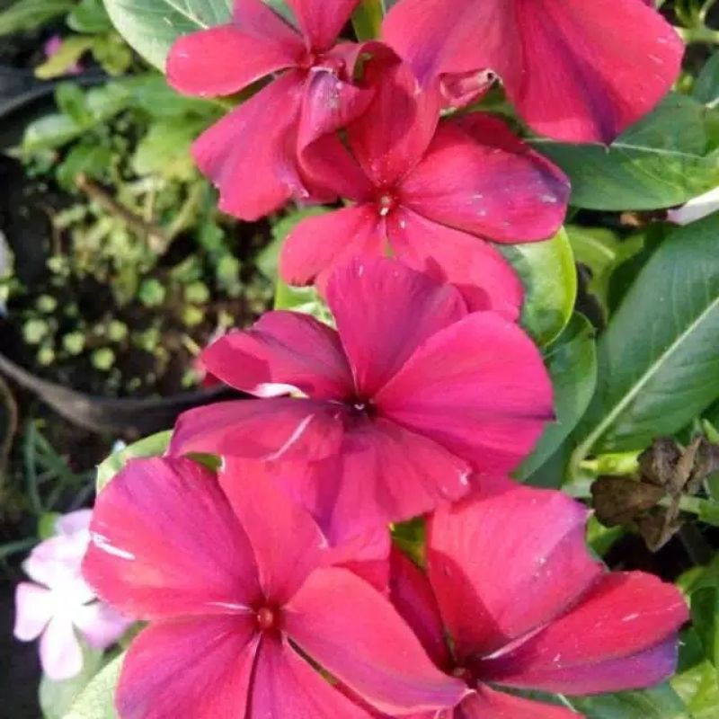 Tanaman Hias Vinca Merah | Shopee Indonesia