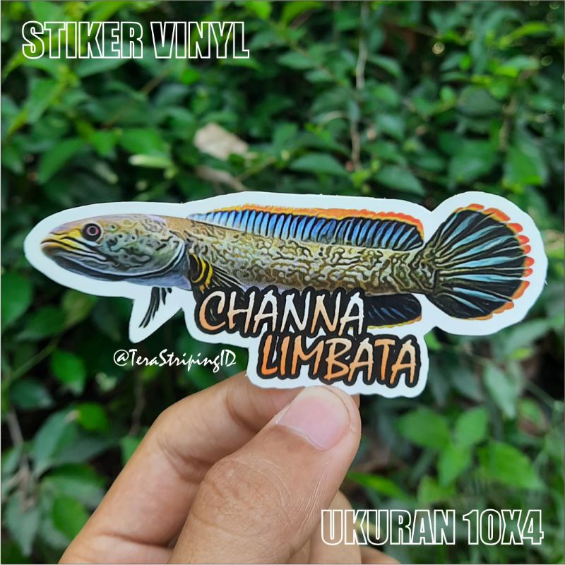 Stiker Aquarium Channa Limbata Stiker Snakehead