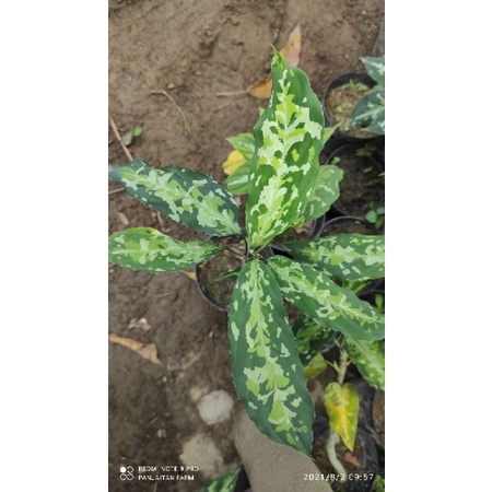 BIBIT BONGGOL AGLAONEMA PICTUM TRICOLOUR