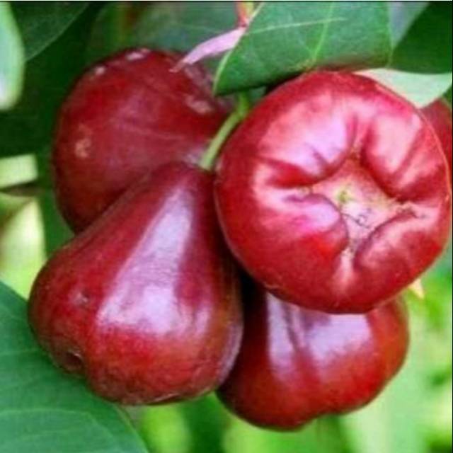 

Jambu air Black diamond super manis (BISACOD)