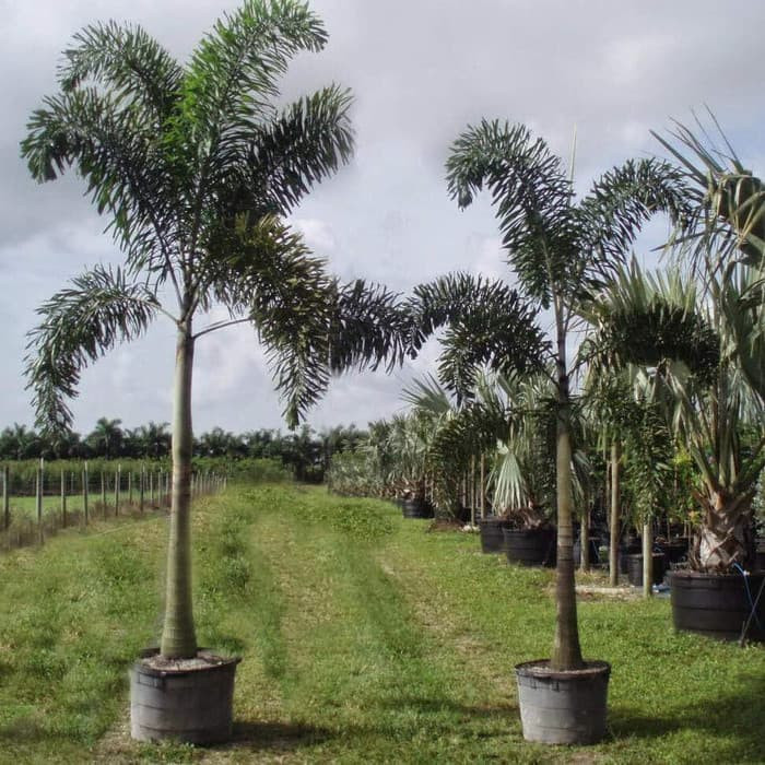 MURAH Tanaman Pelindung Palem Ekor Tupai - Tanaman Hias Ekor Tupai