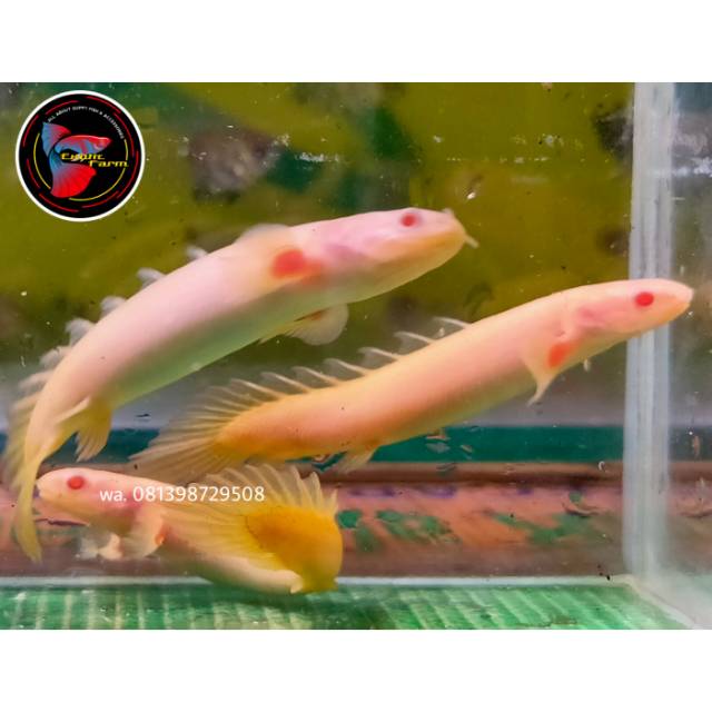 IKAN HIAS PREDATOR PALMAS ALBINO/PALMAS DRAGON FISH UK  7CM