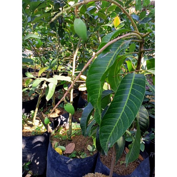 Tanaman Bibit Buah mangga Kiojay sudah berbunga