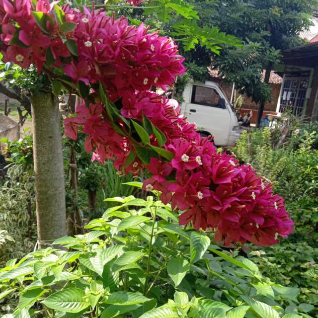

Bougenville Merah Fanta