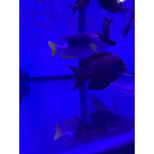 Ikan hias air laut Botana Cokelat Coklat