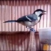 burung glatik batu/wingko jantan pilihan