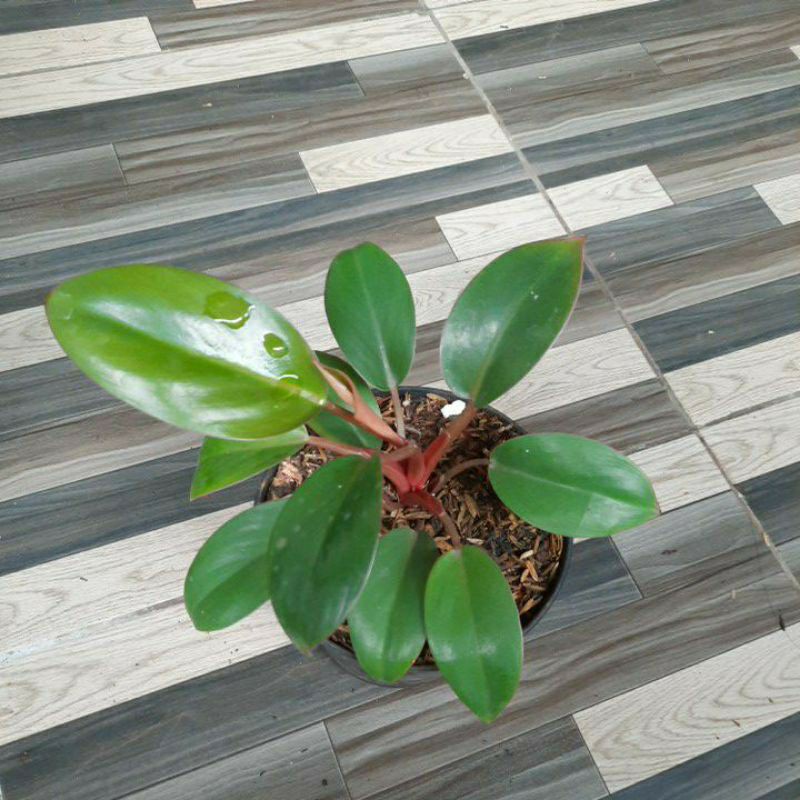 Philo red congo