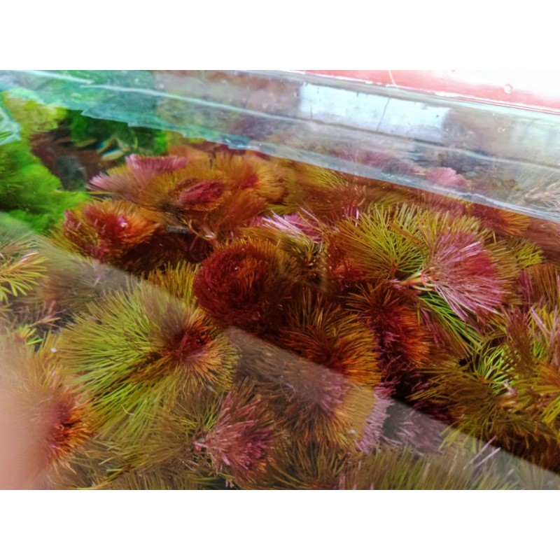 Aksesoris aquarium Cabomba Merah / Cabomba Caroliniana Red Tanaman Aquascape