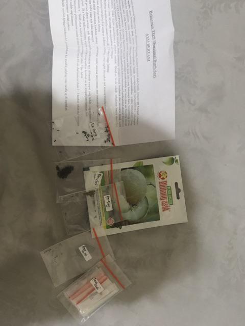 Benih Selada Ice Berg Kemasan Repack Cocok Ditanam Di Pekarangan