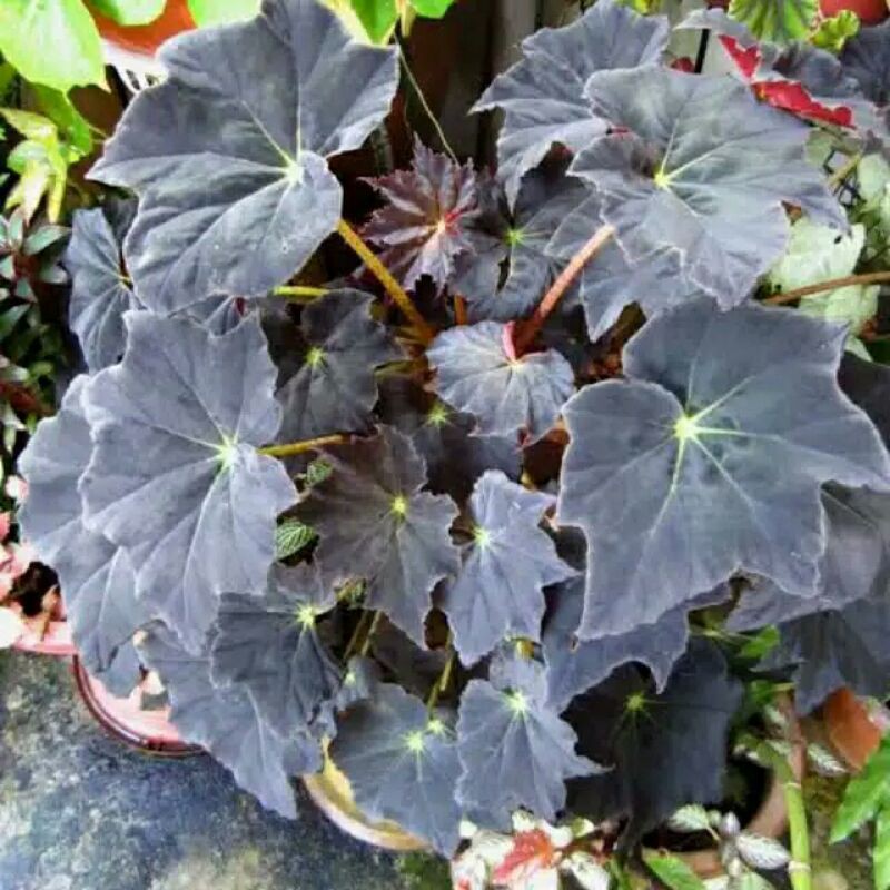 Begonia black velvet