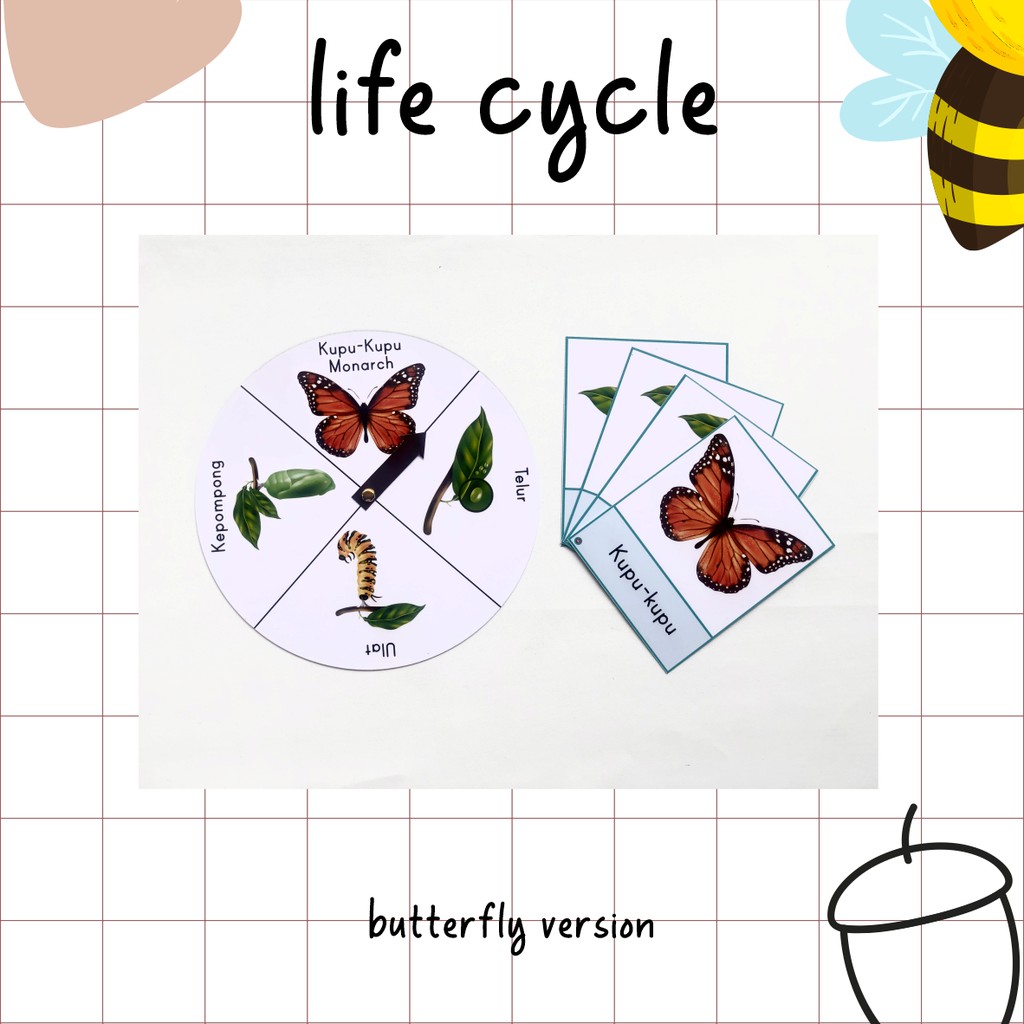 Flashcard Life Cycle Daur Hidup Hewan Kupu-kupu Lebah Serangga Kepik Kumbang Laba-laba