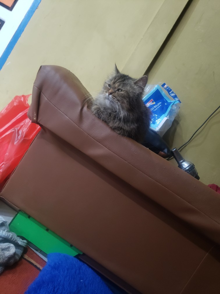 Media Tanam Moss Hitam Akar Kadaka E