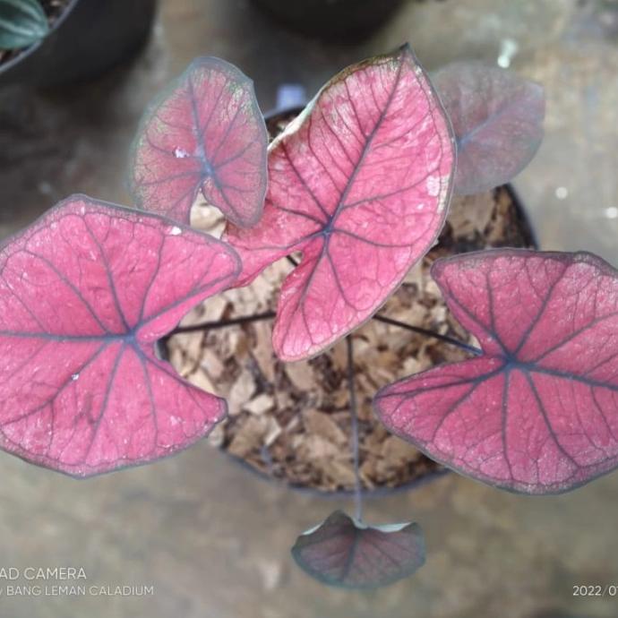 Tanaman Hias Caladium Red Dragon Tandoseller