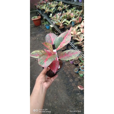aglaonema red stardas