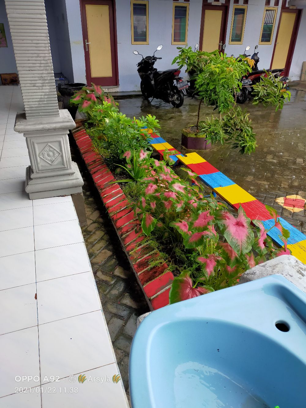 Bunga Krisan (ungu Tengah Kuning) Hidup, Berakar Sudah Berbunga