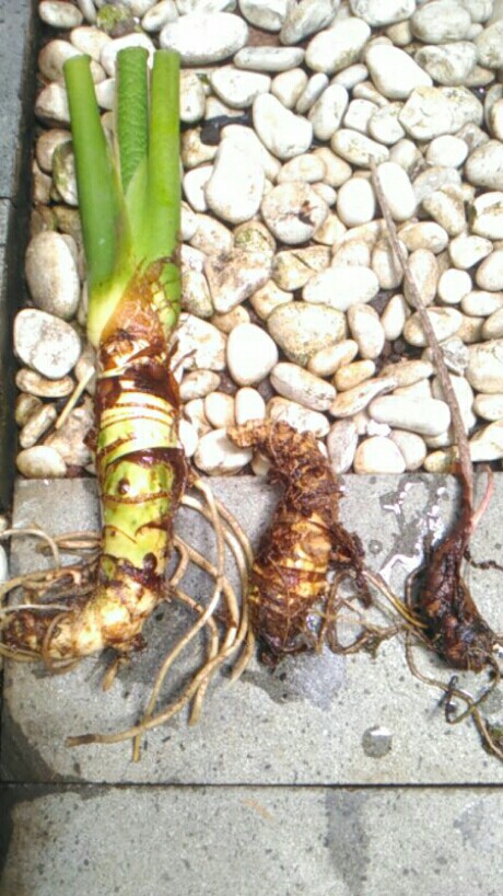 Bonggol Alocasia Zebrina Khas Lampung/longiloba (bonggol Agak Besar)