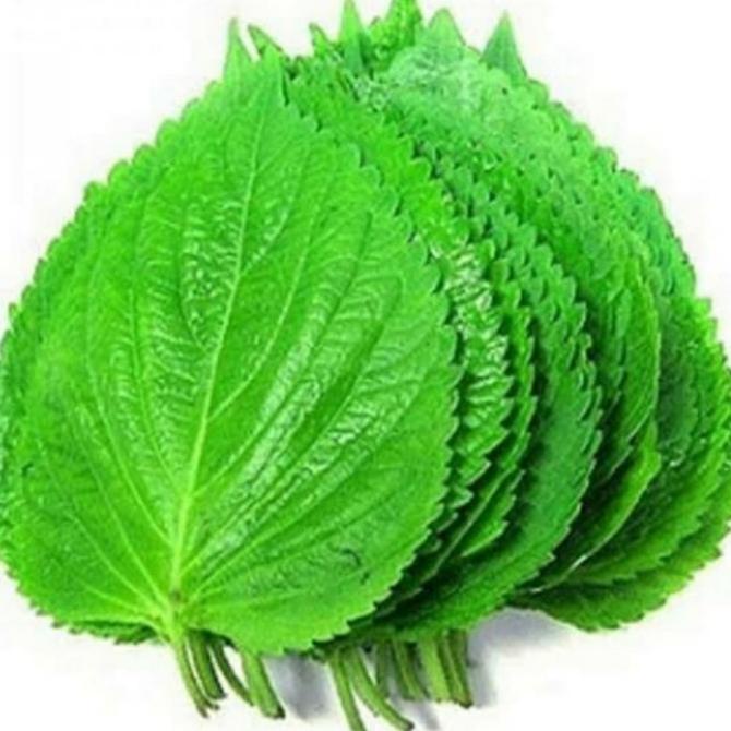 

PROMO Daun Wijen Segar / Daun Perilla 100 gram MURAH