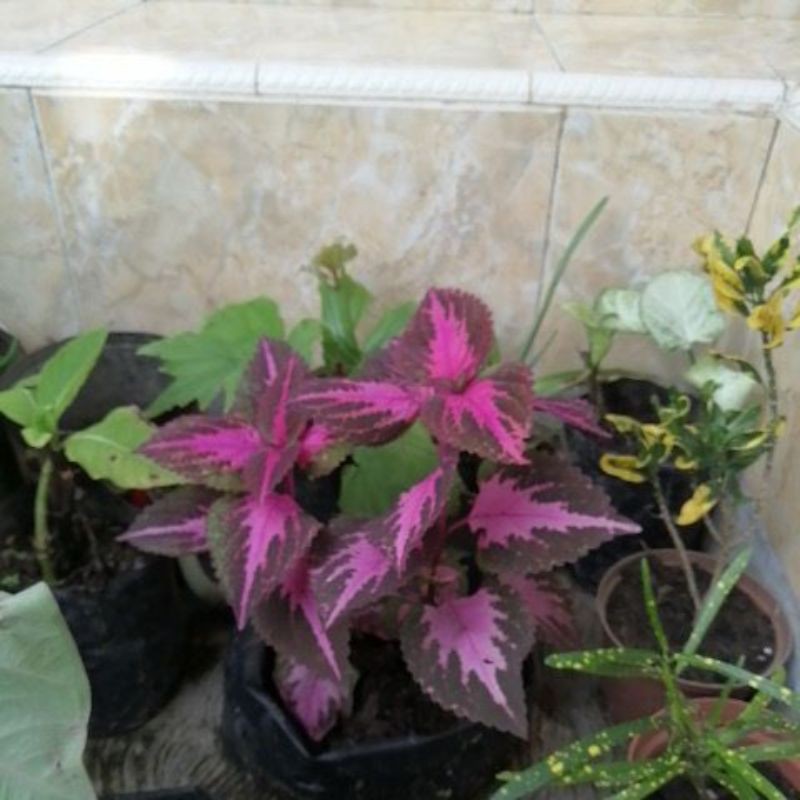 

daun pink