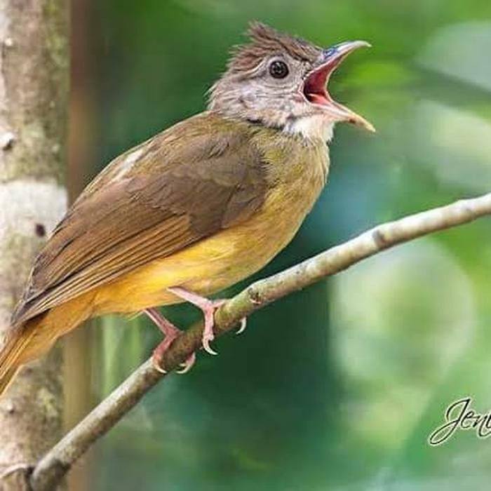  Gambar  Burung Cucak Jenggot 