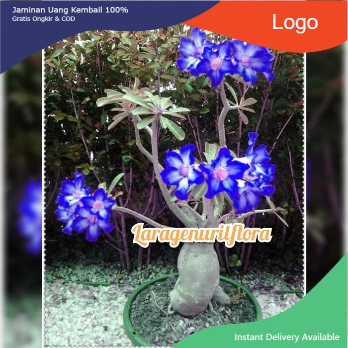Tanaman hias bibit Bunga Kamboja adenium Jepang BLUE WHITE MAJESTY