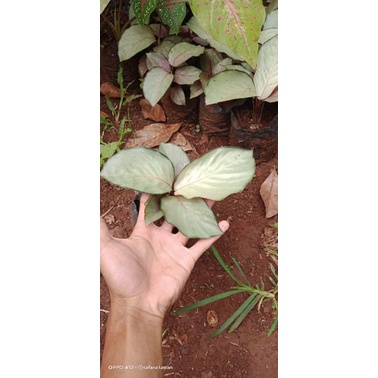 tanaman calathea silver/tanaman hias calathea silver/tanaman pot calathea silver