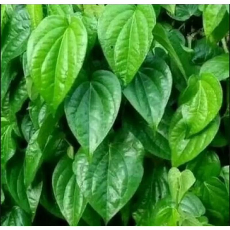 

Daun Sirih Fress Segar_Dijamin masih fress kami petik setelah orderan masuk_100%Organik_20Lembar